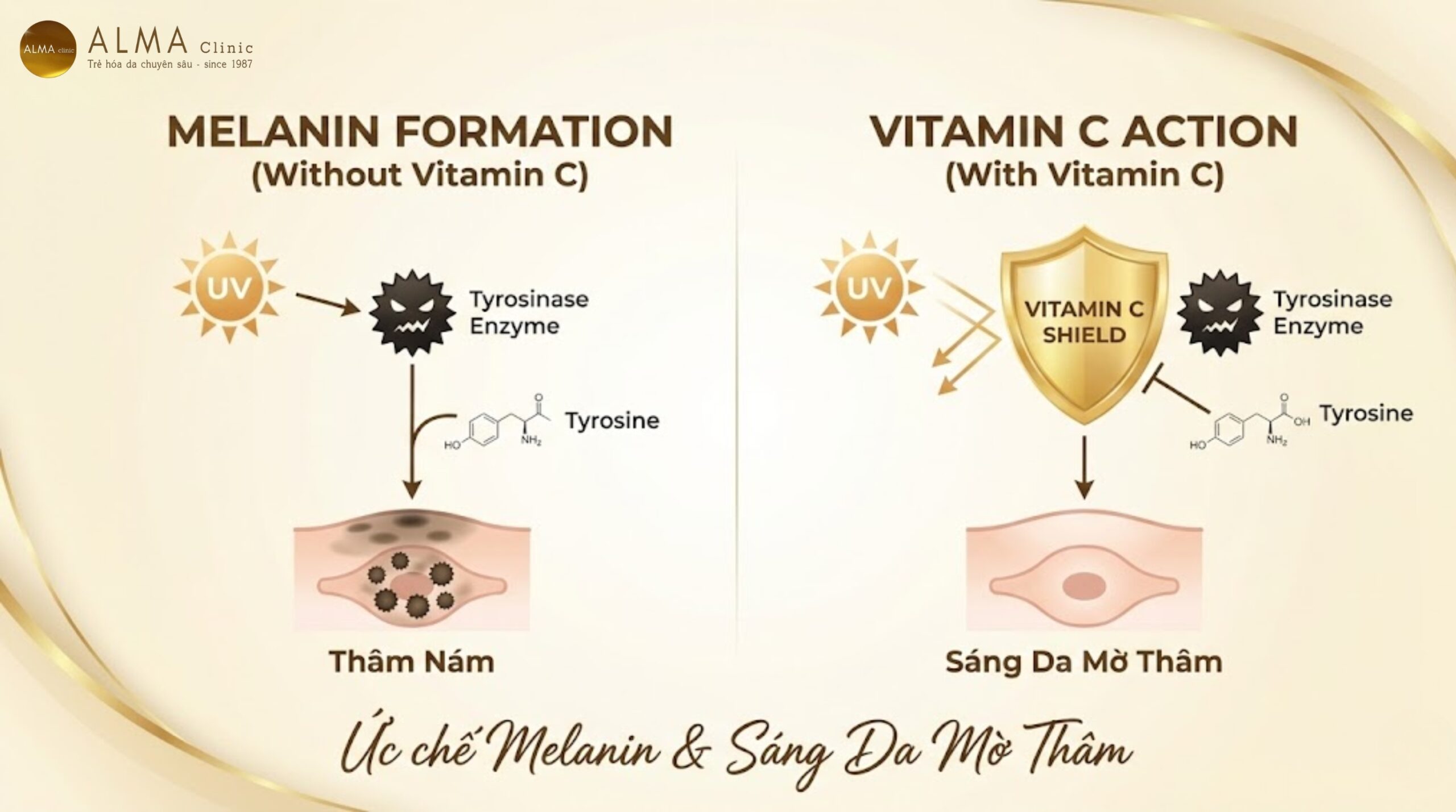 Cơ chế hoạt động của Vitamin C ức chế enzyme Tyrosinase ngăn ngừa melanin - sơ đồ minh họa khoa học - giải thích bác sĩ Alma